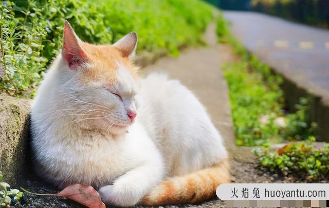 猫呼噜呼噜叫代表什么(猫呼噜声)