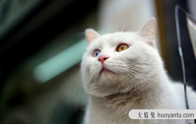 猫呼噜呼噜叫代表什么(猫呼噜声)