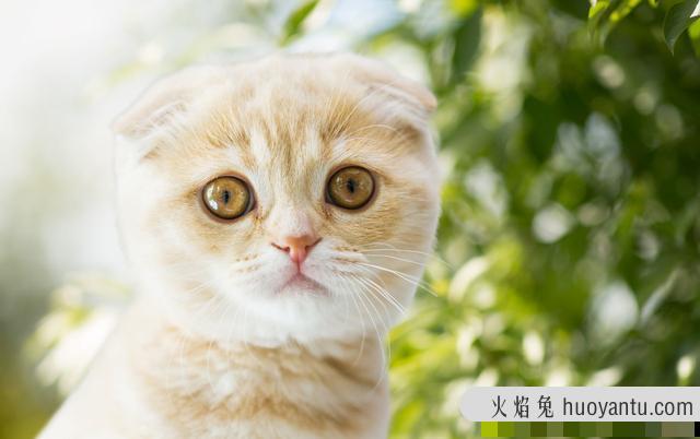 猫呼噜呼噜叫代表什么(猫呼噜声)