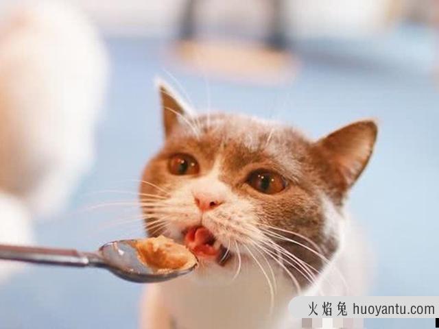 猫罐头多久喂一次(零食猫罐头多久喂一次)