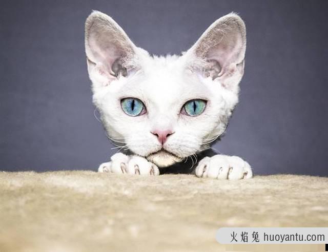 不掉毛的猫图片(不掉毛的猫品种)