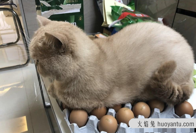 猫可以吃熟的蛋白吗(猫咪可以吃熟蛋白吗)