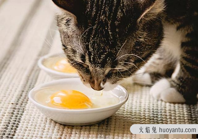 猫可以吃熟的蛋白吗(猫咪可以吃熟蛋白吗)