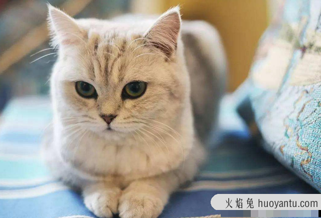 猫可以吃熟的蛋白吗(猫咪可以吃熟蛋白吗)