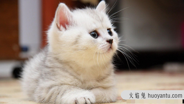 猫可以吃熟的蛋白吗(猫咪可以吃熟蛋白吗)