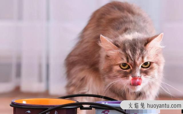 猫可以吃熟的蛋白吗(猫咪可以吃熟蛋白吗)