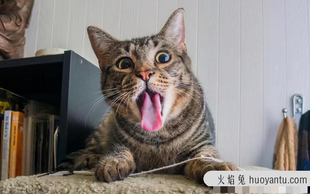 猫可以吃熟的蛋白吗(猫咪可以吃熟蛋白吗)