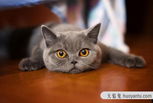 猫可以吃熟的蛋白吗(猫咪可以吃熟蛋白吗)