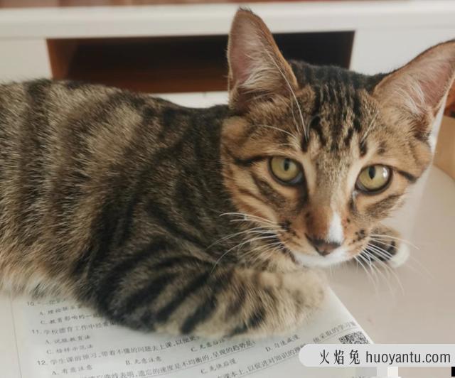 猫可以吃香蕉吗(宠物猫可以吃香蕉吗)