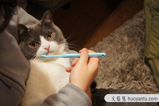 怎么给猫咪刷牙(怎么给猫咪刷牙漱口)