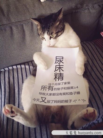 猫咪尿床(猫咪尿床原因和解决办法)