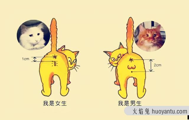 猫怎么看公母(2个月的猫怎么看公母)