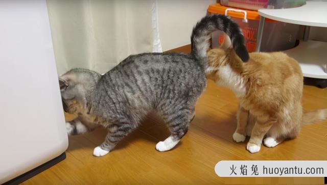 猫怎么看公母(2个月的猫怎么看公母)