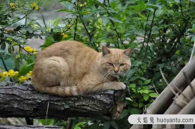 猫咪安葬的禁忌(安葬猫咪有啥讲究)