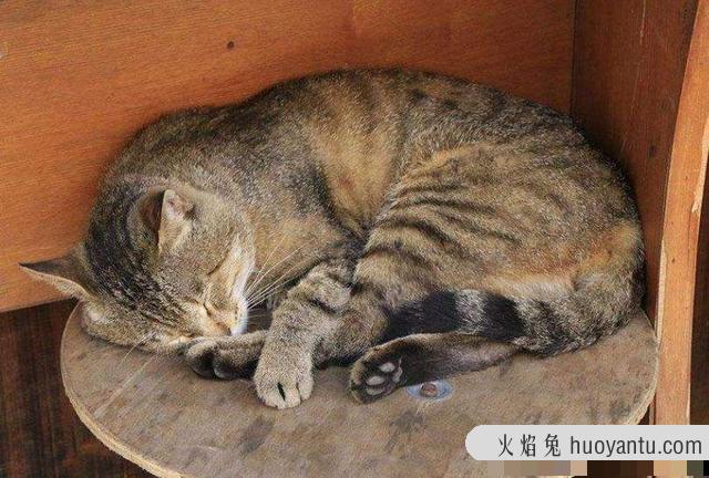 猫咪安葬的禁忌(安葬猫咪有啥讲究)