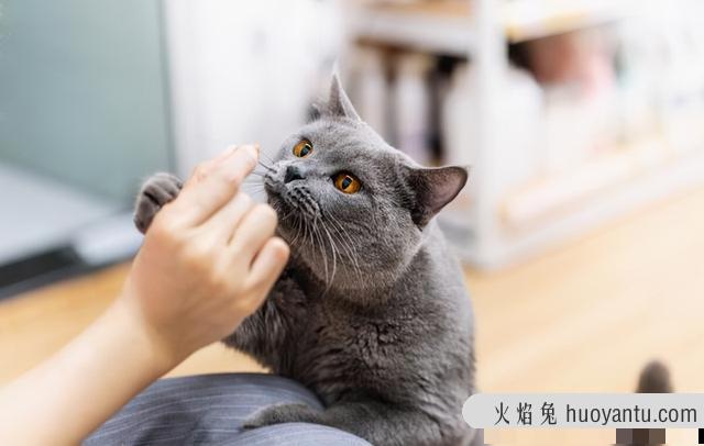 猫咪安葬的禁忌(安葬猫咪有啥讲究)