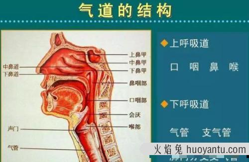 猫掉毛的季节持续多久(猫掉毛的季节是什么时候)