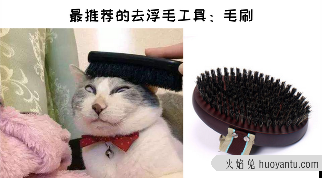 猫掉毛的季节持续多久(猫掉毛的季节是什么时候)