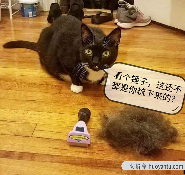 猫掉毛的季节持续多久(猫掉毛的季节是什么时候)