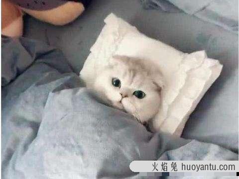 小猫为什么一直叫(小猫为什么一直叫个不停)