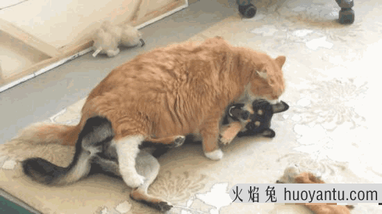 猫和狗为什么是天敌(猫和狗为什么是天敌民间传说)