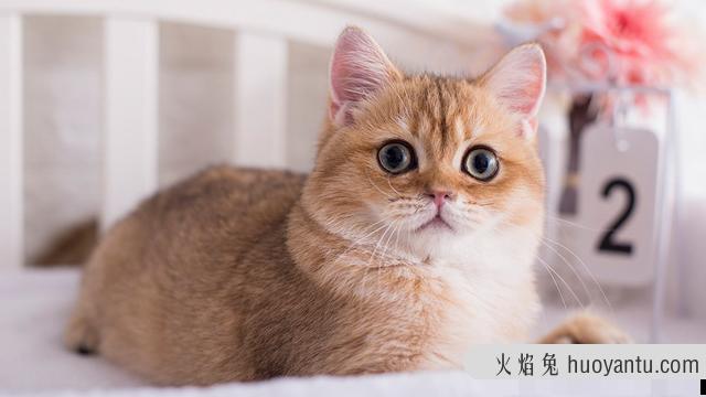 猫挠了用打狂犬疫苗吗(被小猫挠了用打狂犬疫苗吗)