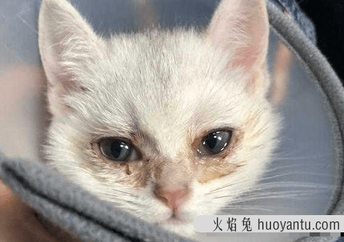 猫眼睛睁不开是什么原因(猫眼睛睁不开是怎么回事)