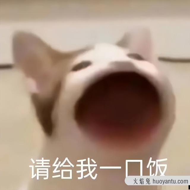 做我的猫是什么梗(做你的猫什么梗)