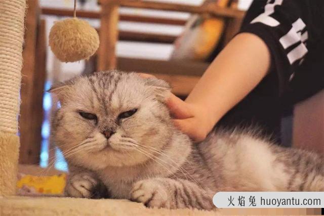 猫拉稀怎么回事(成年猫拉稀怎么回事)