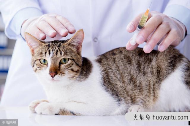 猫咪打疫苗前后要注意什么(猫咪打疫苗注意事项)