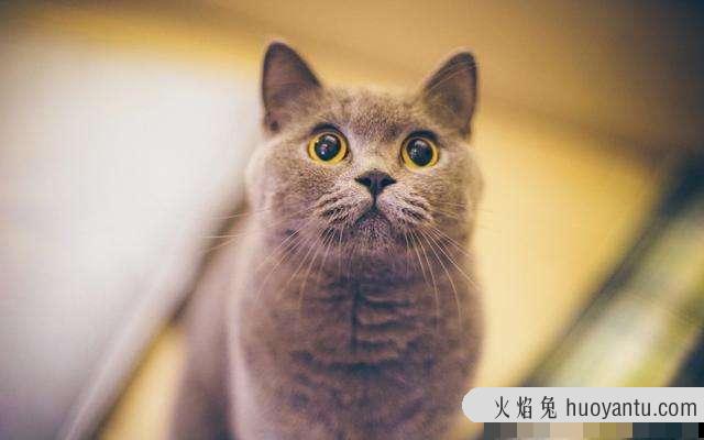 猫咪打疫苗前后要注意什么(猫咪打疫苗注意事项)