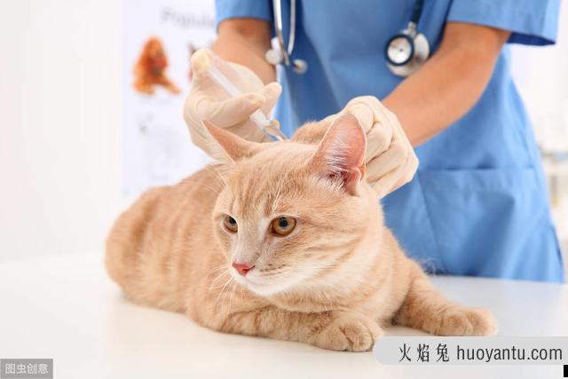 猫咪打疫苗前后要注意什么(猫咪打疫苗注意事项)