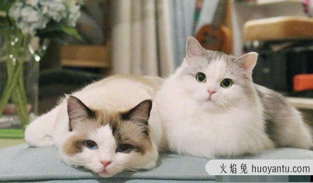 猫咪打疫苗前后要注意什么(猫咪打疫苗注意事项)