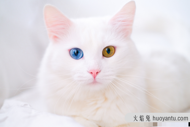 乌云盖雪猫是什么品种(雪猫是什么品种)