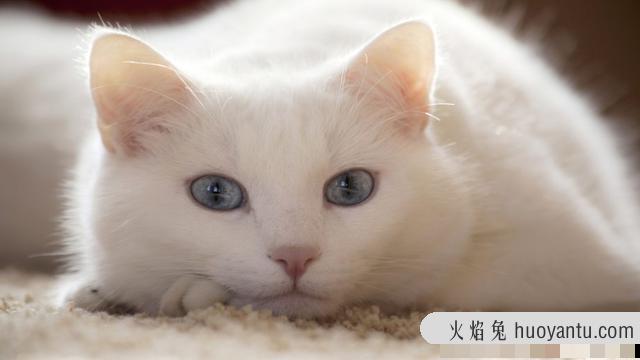 乌云盖雪猫是什么品种(雪猫是什么品种)