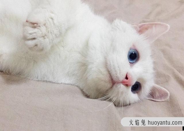 乌云盖雪猫是什么品种(雪猫是什么品种)