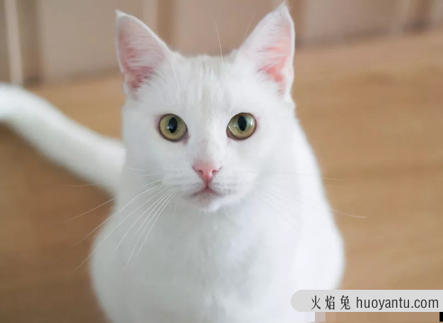 乌云盖雪猫是什么品种(雪猫是什么品种)