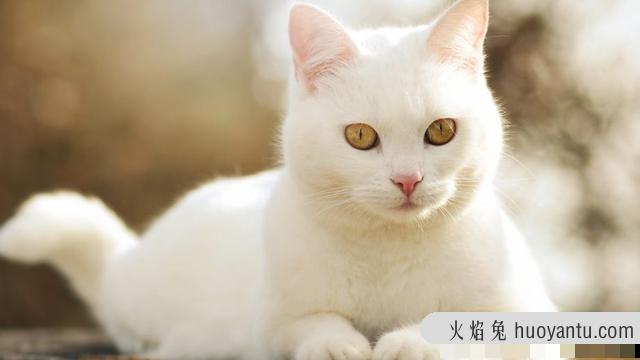 乌云盖雪猫是什么品种(雪猫是什么品种)