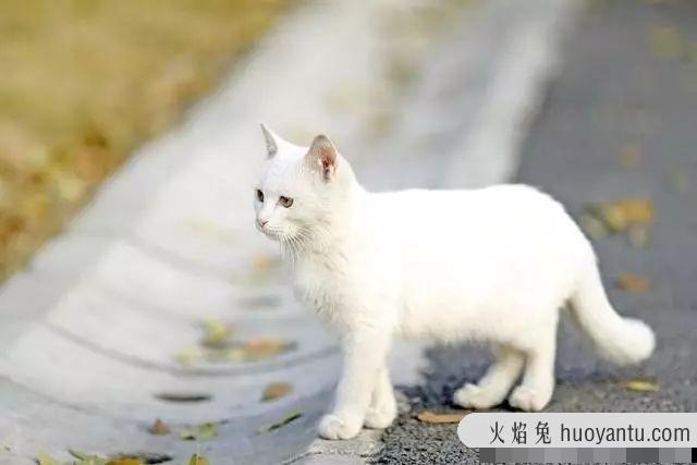 乌云盖雪猫是什么品种(雪猫是什么品种)