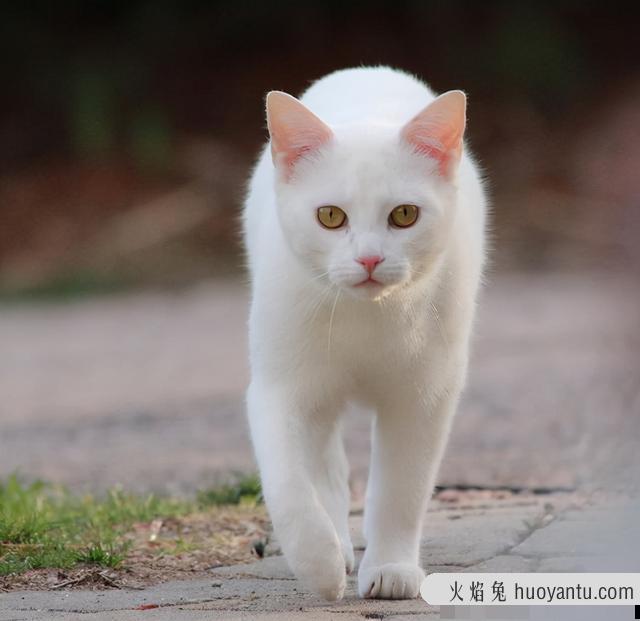 乌云盖雪猫是什么品种(雪猫是什么品种)