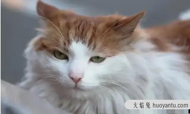 山东狮子猫图片(山东狮子猫图片大全)