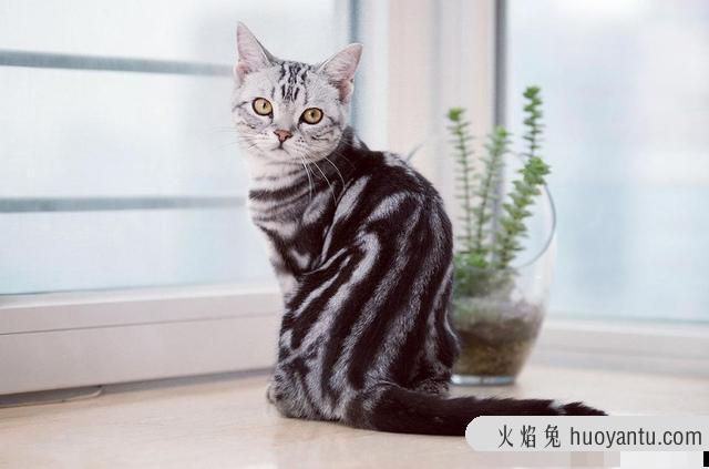 最好养的猫的排行榜(什么猫最好养)