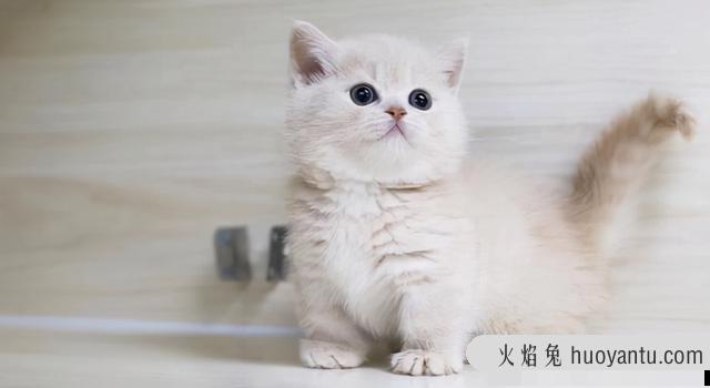 最好养的猫的排行榜(什么猫最好养)