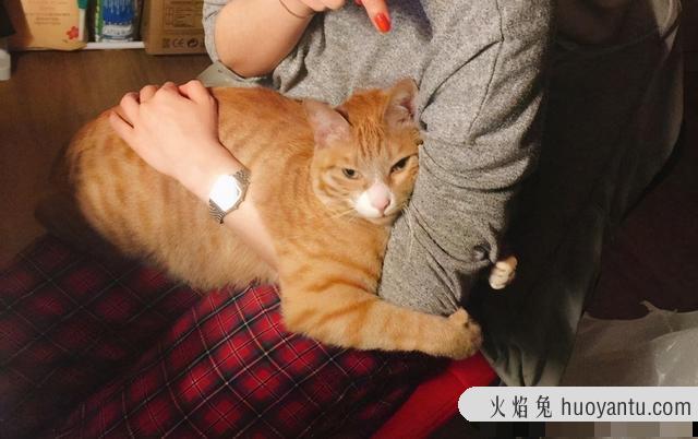 猫癣可以自愈吗(猫咪得了猫癣可以自愈吗)