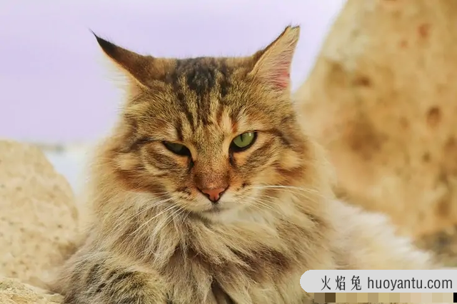 美国长毛猫品种(美国长毛猫又叫什么)