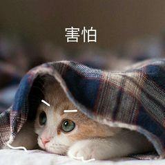 猫要打狂犬疫苗吗(家里养的猫要打狂犬疫苗吗)