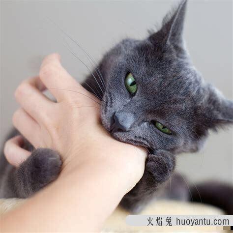 猫要打狂犬疫苗吗(家里养的猫要打狂犬疫苗吗)