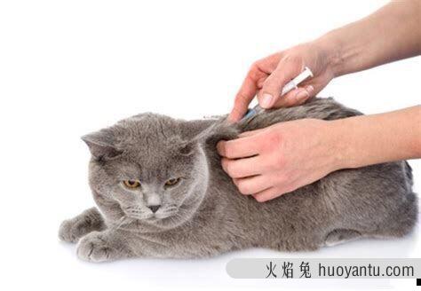 猫要打狂犬疫苗吗(家里养的猫要打狂犬疫苗吗)