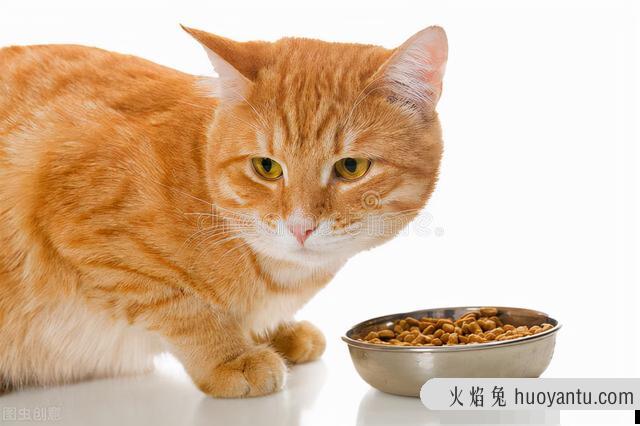 猫会挑食把自己饿死吗(猫饿了还会挑食吗)