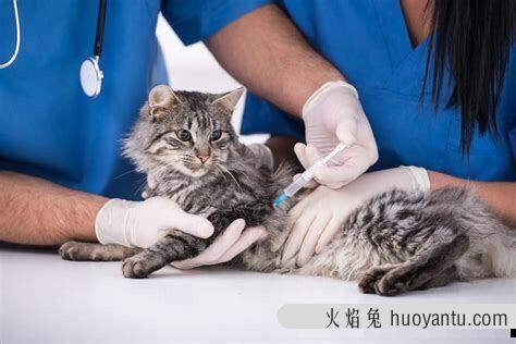 猫要打狂犬疫苗吗(家里养的猫要打狂犬疫苗吗)